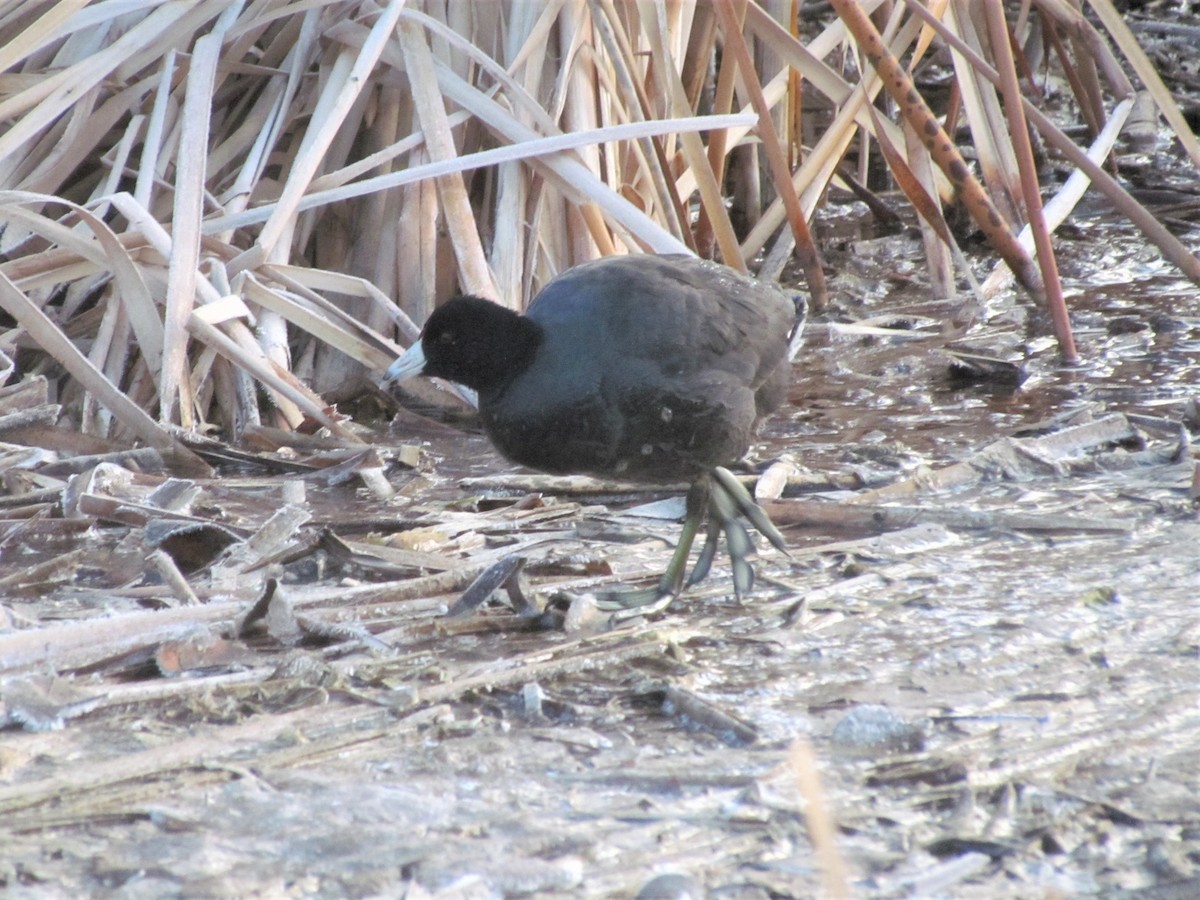 American Coot - ML414306781