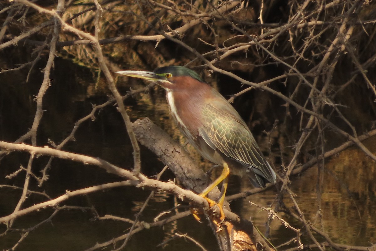Green Heron - ML414307231