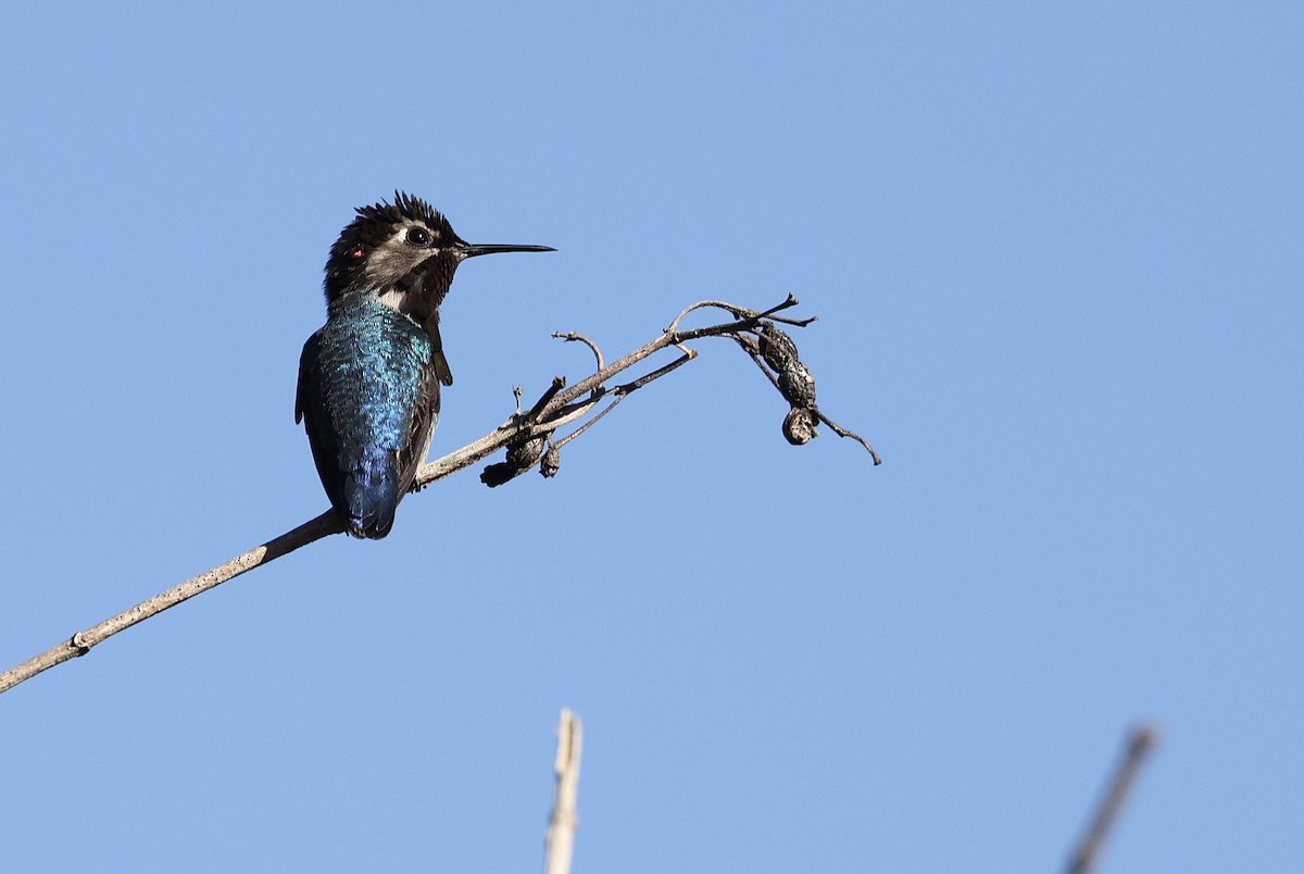 Bee Hummingbird - ML414308101