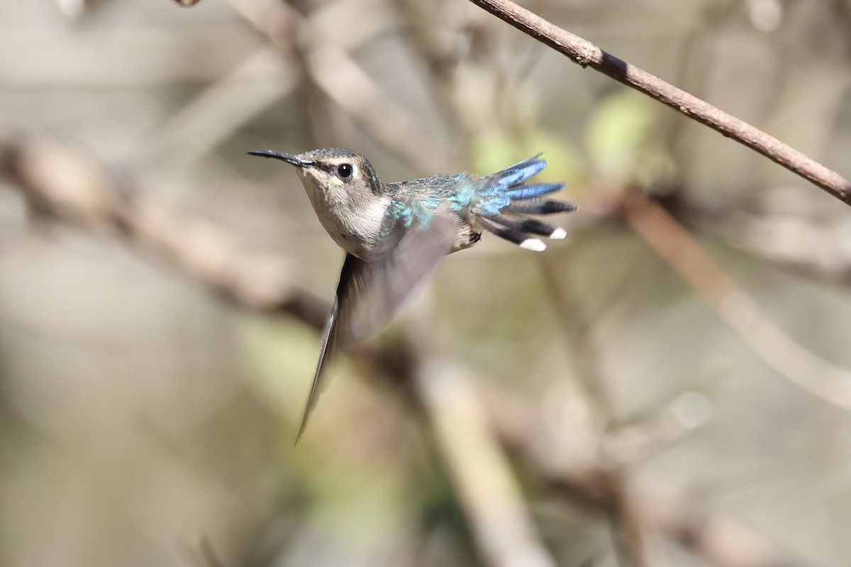 Colibrí Zunzuncito - ML414308111