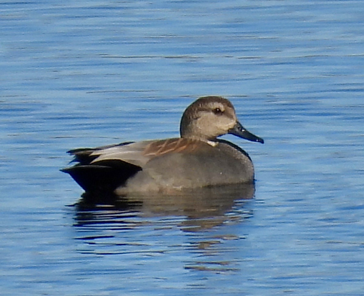 Gadwall - Van Remsen