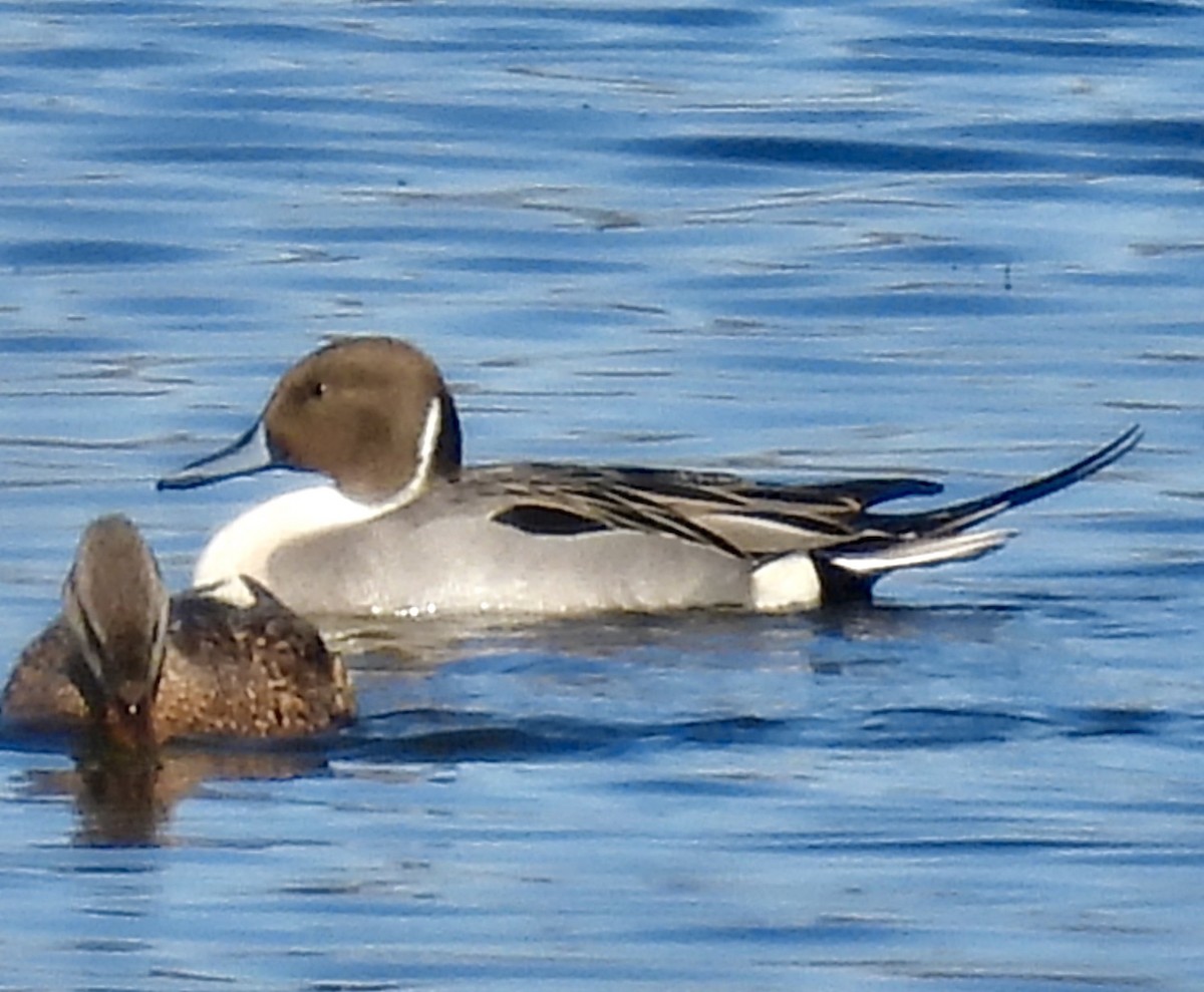 Northern Pintail - Van Remsen