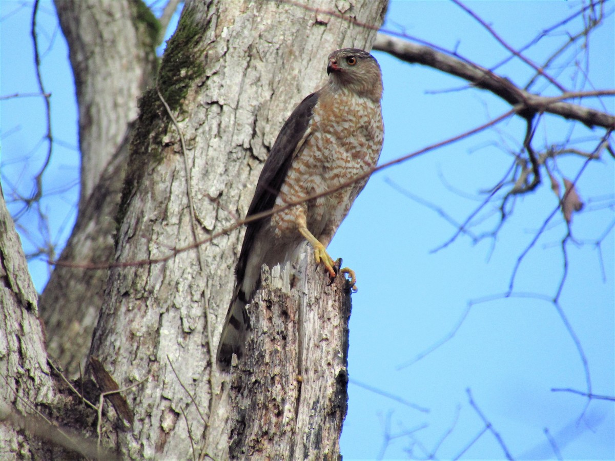 Cooper's Hawk - Steven Biggers