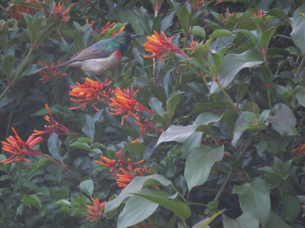 Eastern Miombo Sunbird - ML414312901