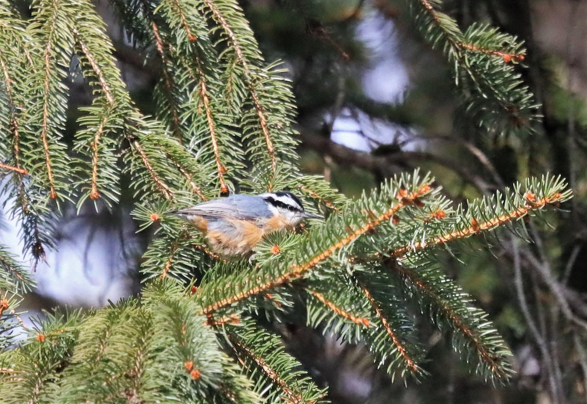 Red-breasted Nuthatch - ML414312921