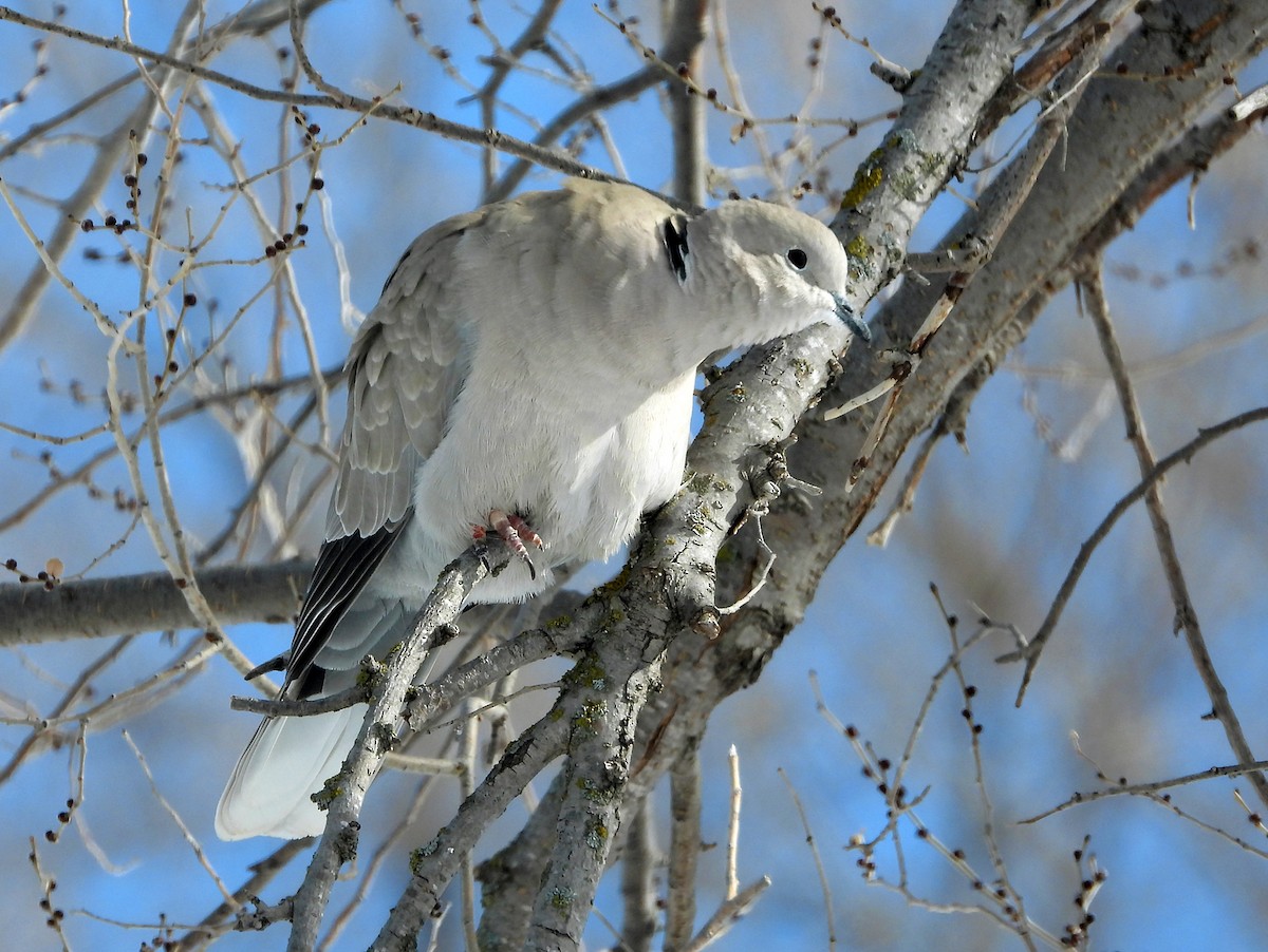 Eurasian Collared-Dove - hv hughes