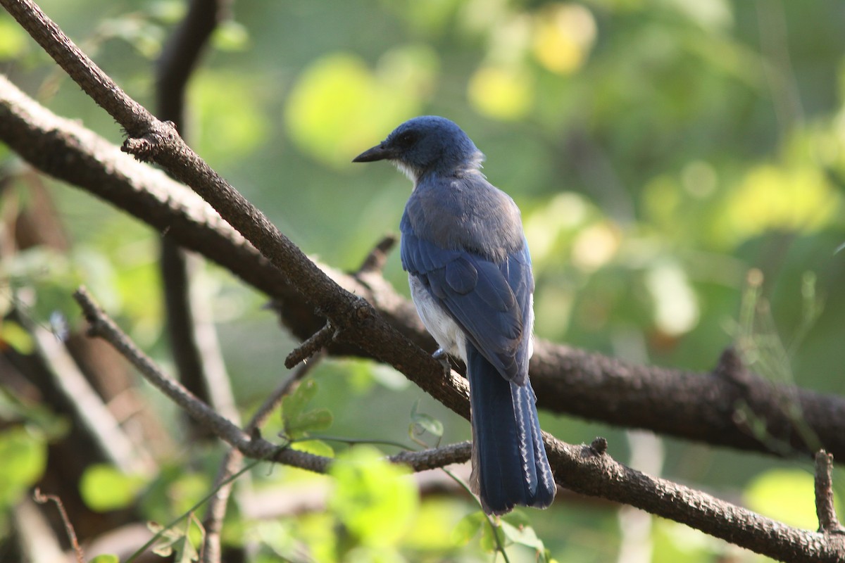 Mexican Jay - ML414316611