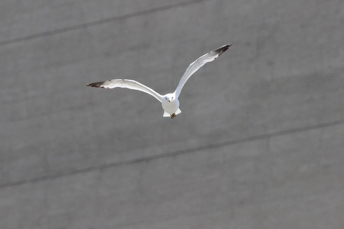 Ring-billed Gull - ML414317701