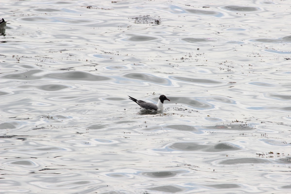 Laughing Gull - ML414317771