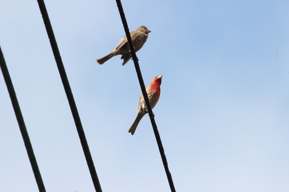 House Finch - ML414317871