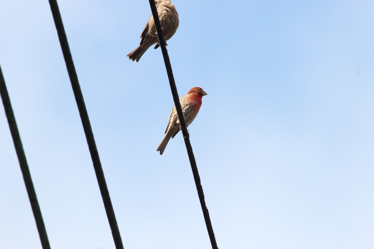 House Finch - ML414317901