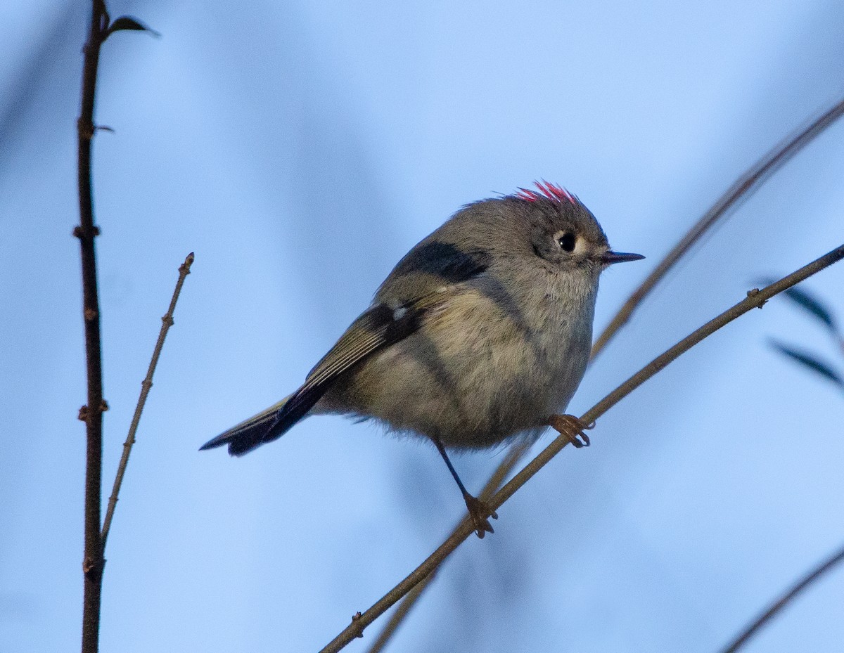 Ruby-crowned Kinglet - Hunter Hebenstreit