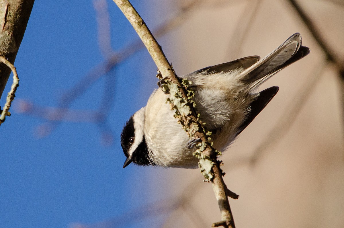 Carolina Chickadee - ML414318871