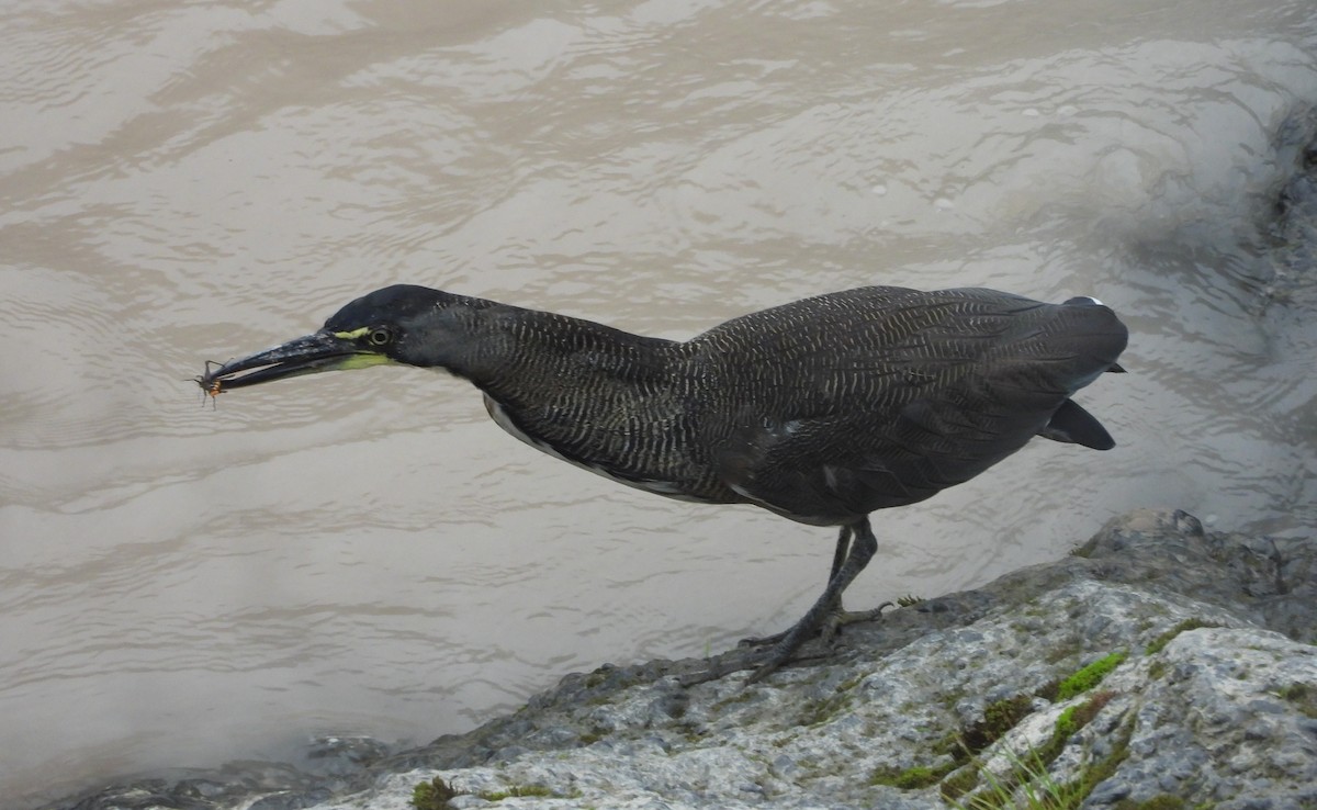 Fasciated Tiger-Heron - ML414319001