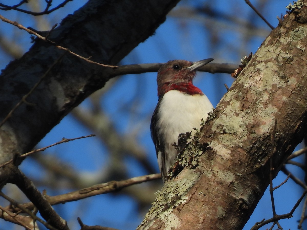 Red-headed Woodpecker - ML414319891