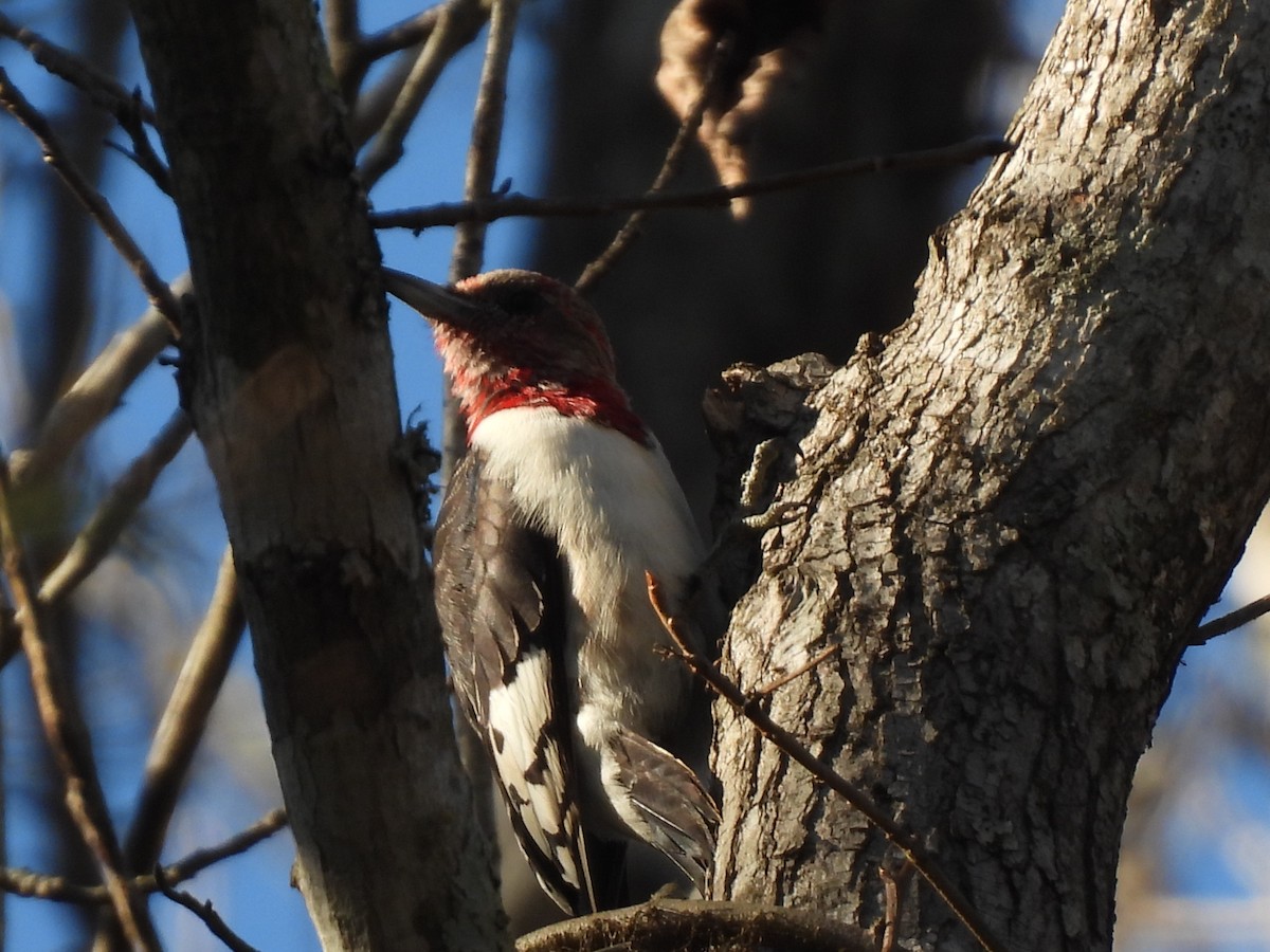 Red-headed Woodpecker - ML414319981