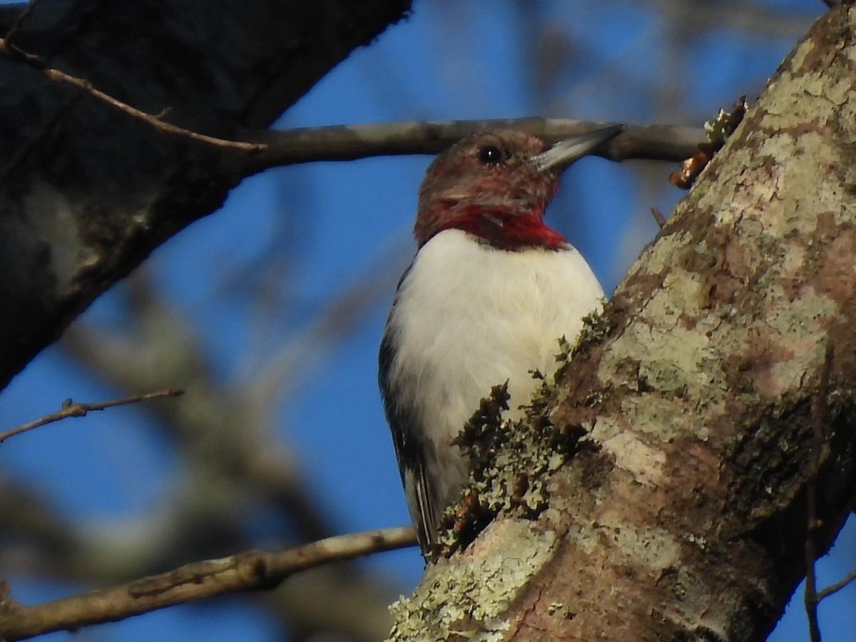 Red-headed Woodpecker - ML414320001