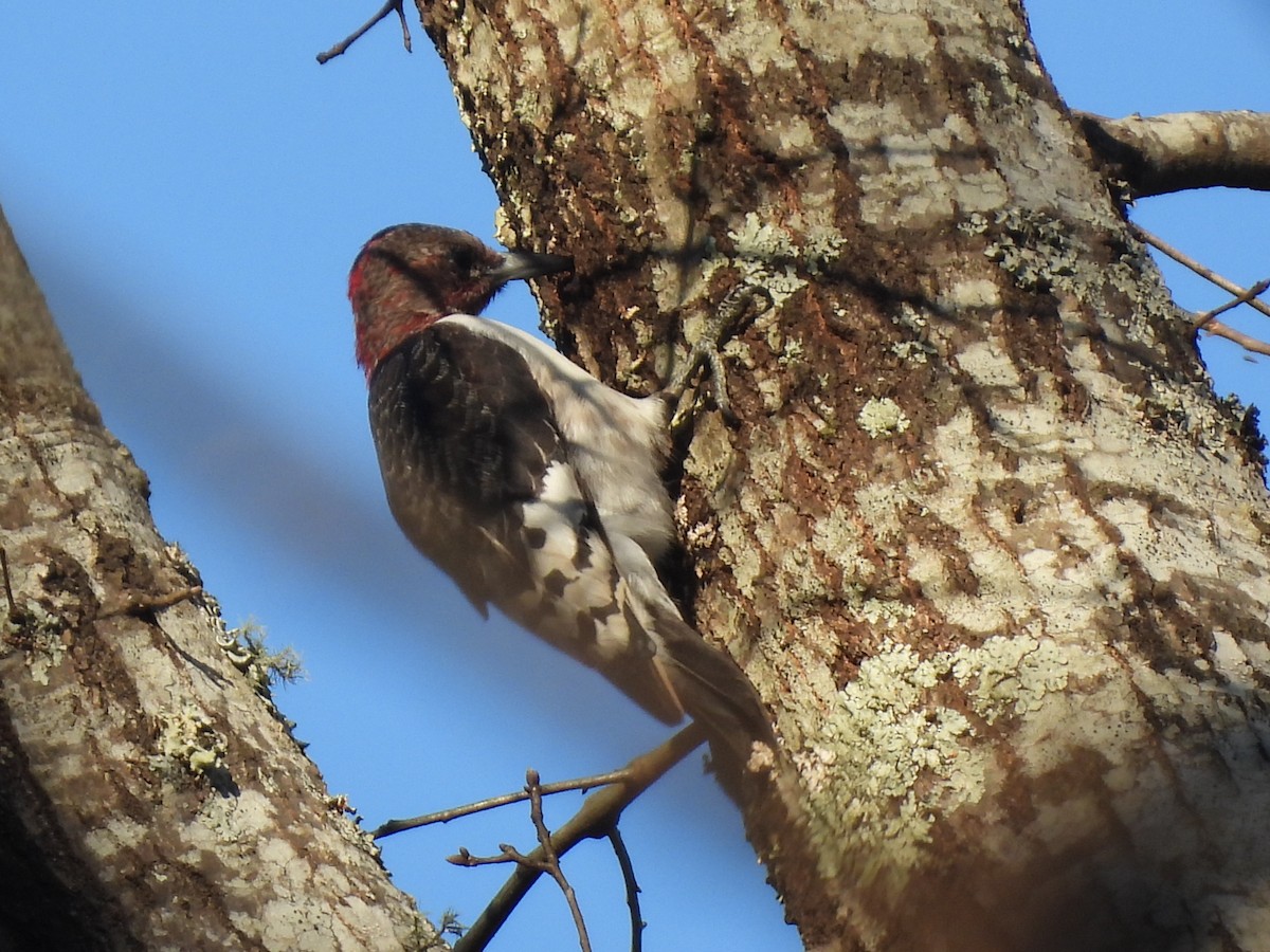 Red-headed Woodpecker - ML414320021