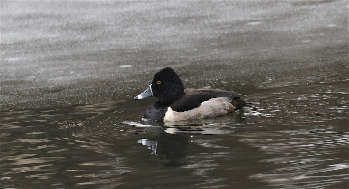 Ring-necked Duck - ML414320161