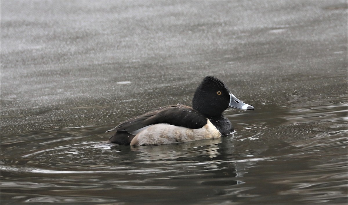 Ring-necked Duck - ML414320251