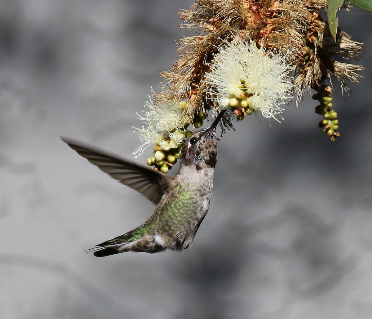 Anna's Hummingbird - ML41432171