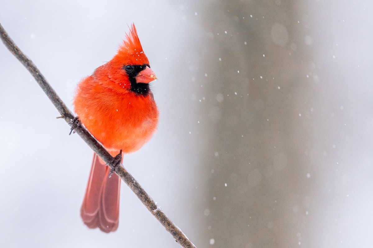 Northern Cardinal - ML414322481