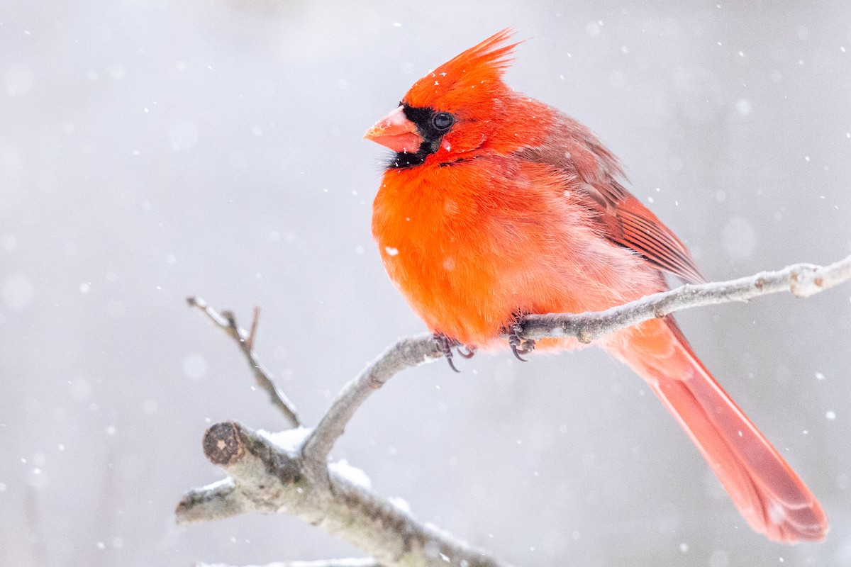 Northern Cardinal - ML414322601