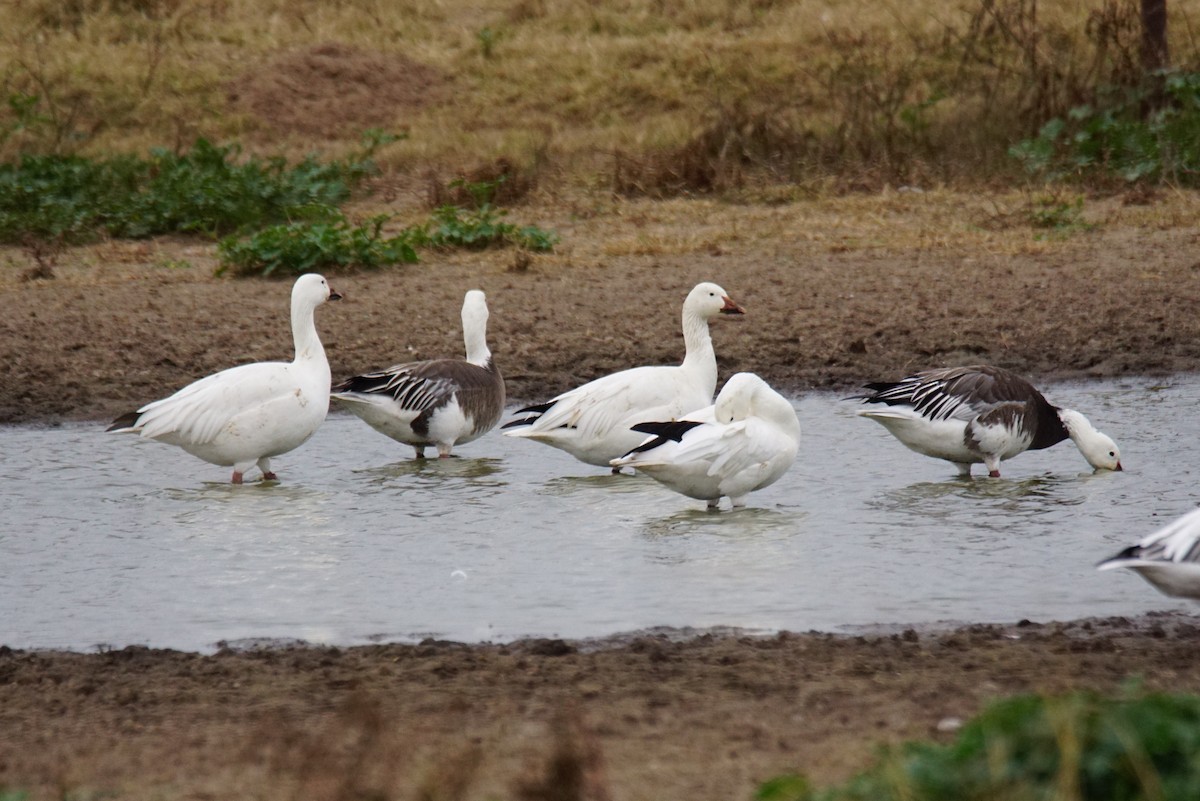 Snow Goose - ML414322691