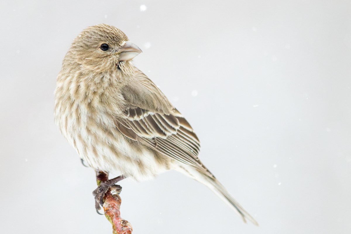 House Finch - ML414323321