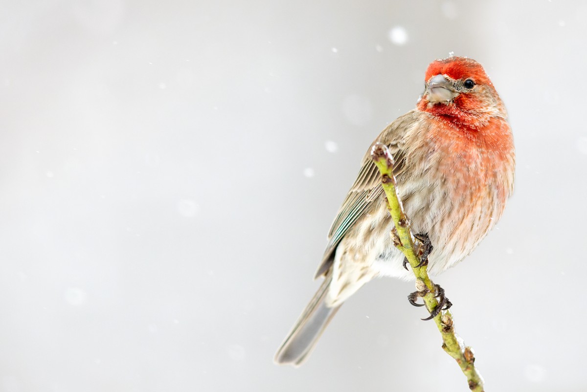 House Finch - ML414323331