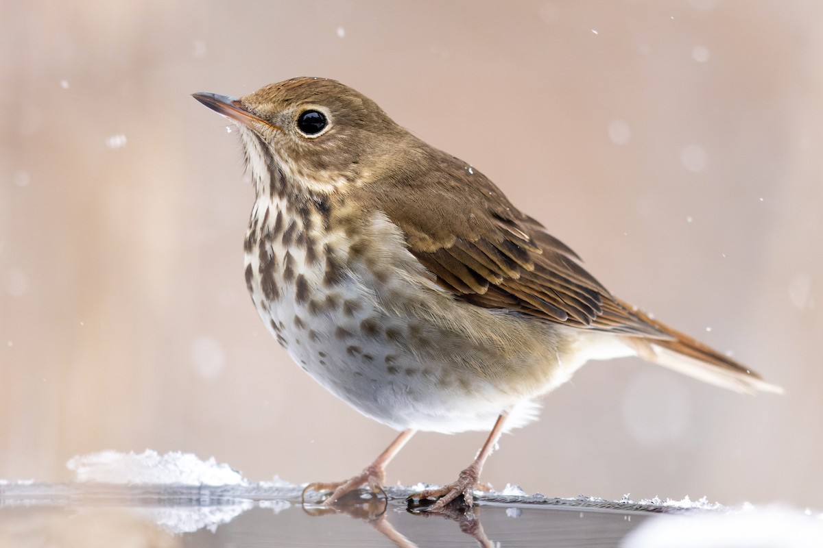 Hermit Thrush - ML414323721