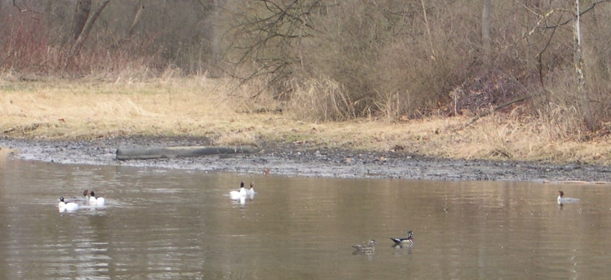 Common Merganser (North American) - ML414325171