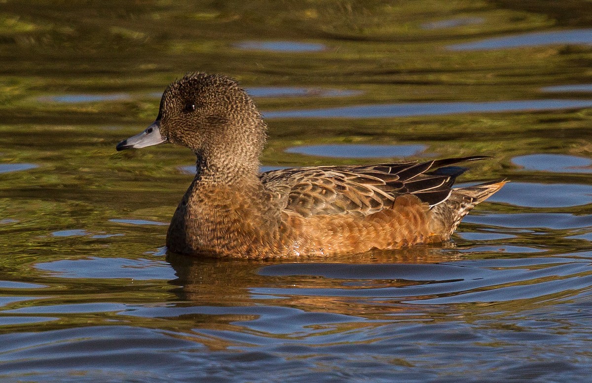 American Wigeon - ML41432541