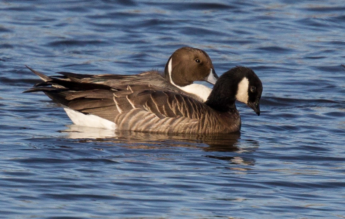 Cackling Goose - ML41432721