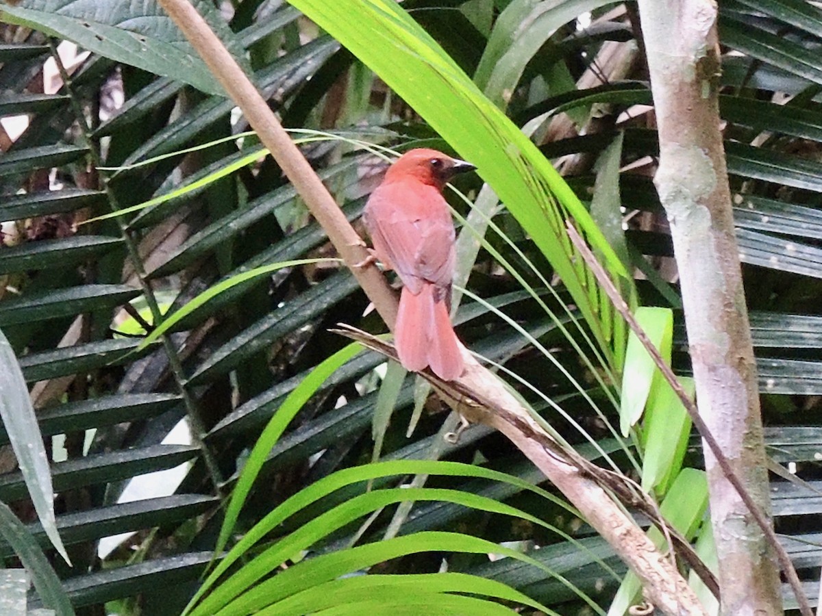 Red-throated Ant-Tanager - ML414327911