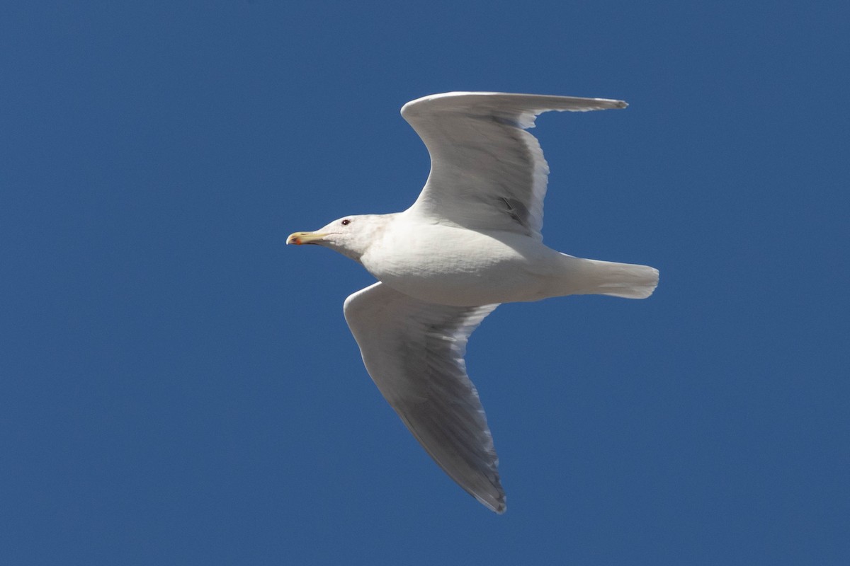 Gaviota de Bering - ML414328211