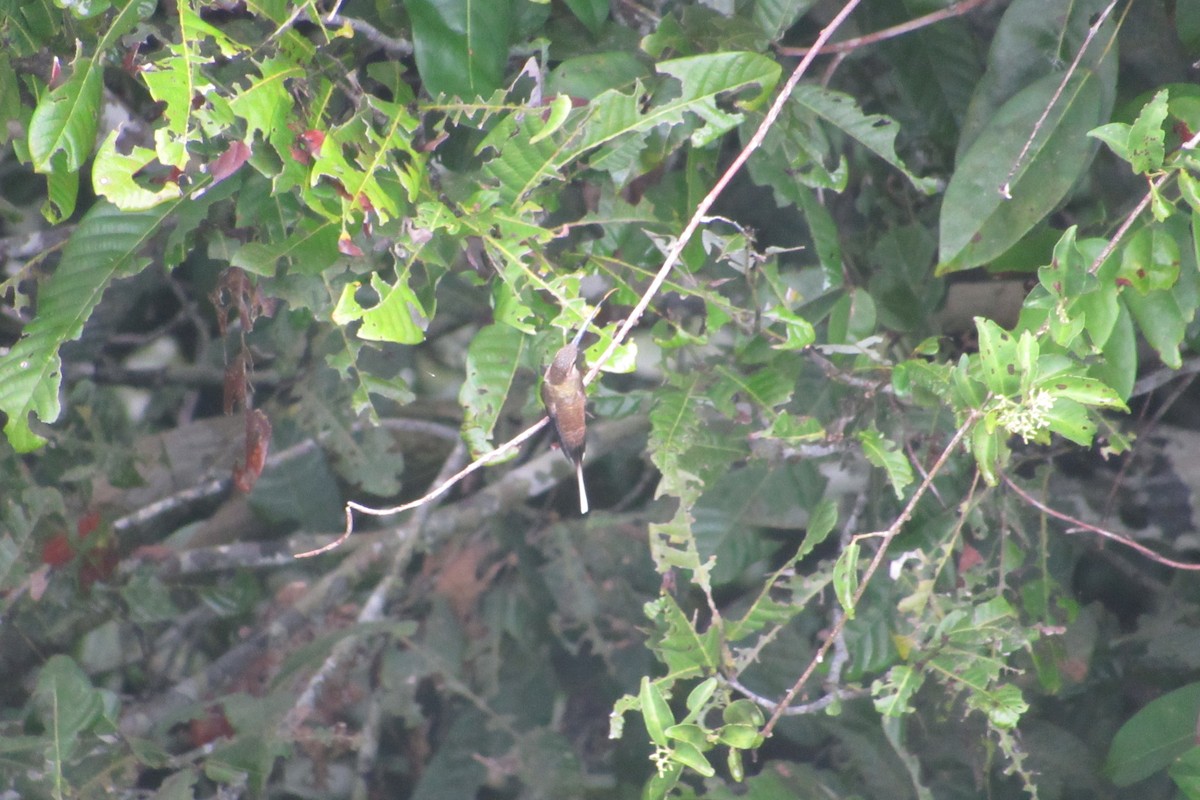 Long-tailed Hermit - ML414328491