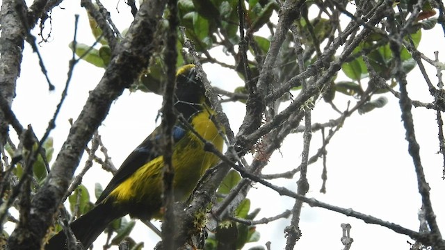 Masked Mountain Tanager - ML414329931