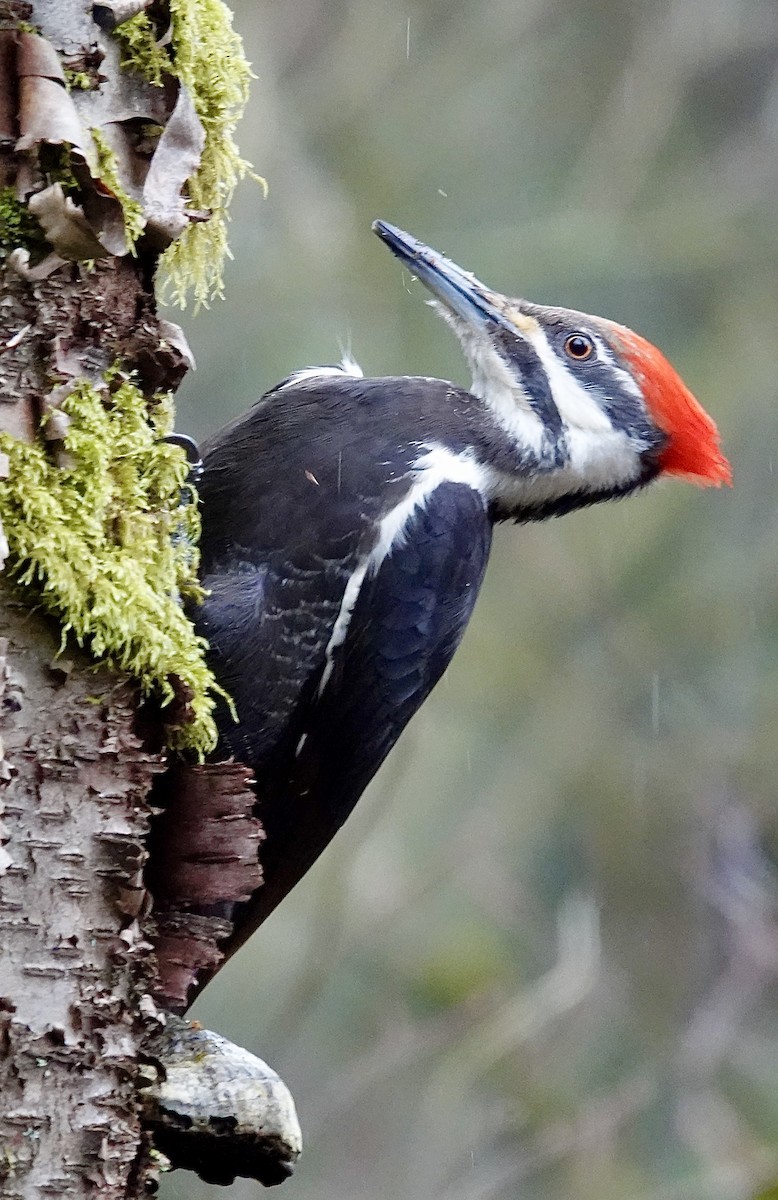 Pileated Woodpecker - ML414330701