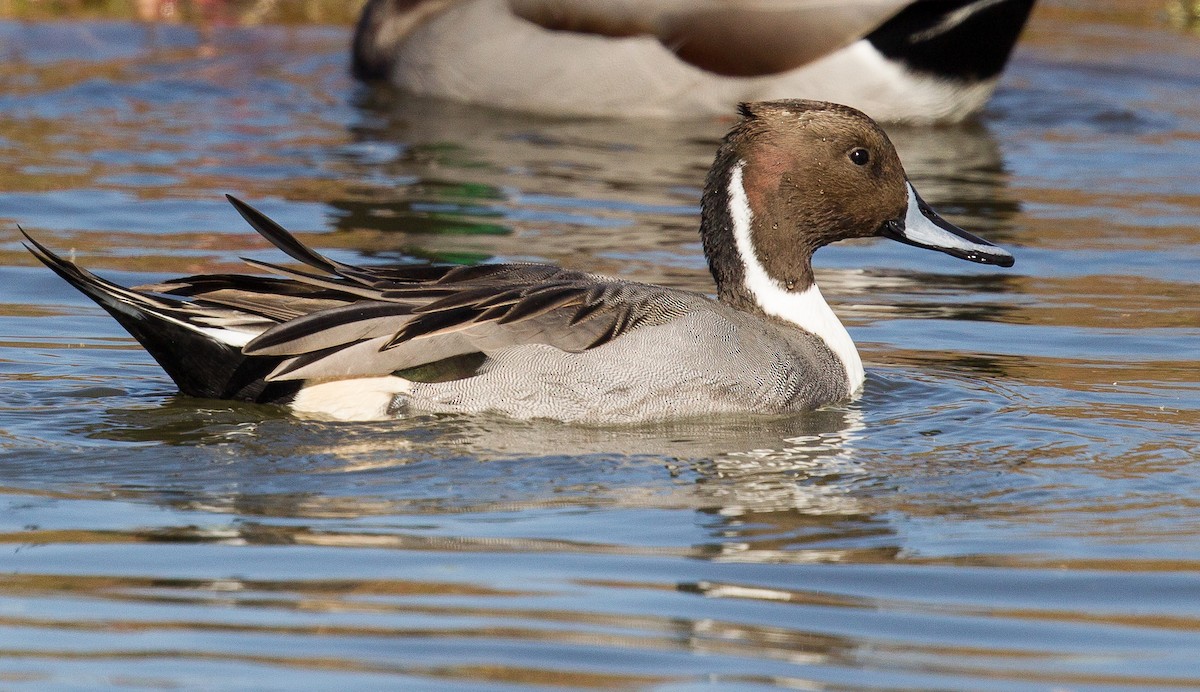 Northern Pintail - Caroline Lambert