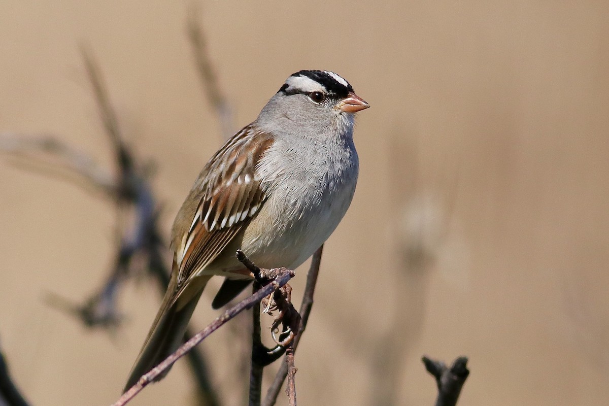 Bruant à couronne blanche - ML414332271