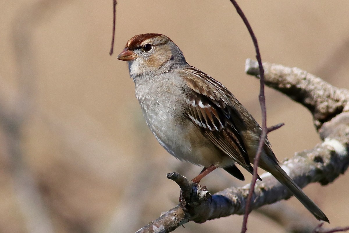 Bruant à couronne blanche - ML414332301