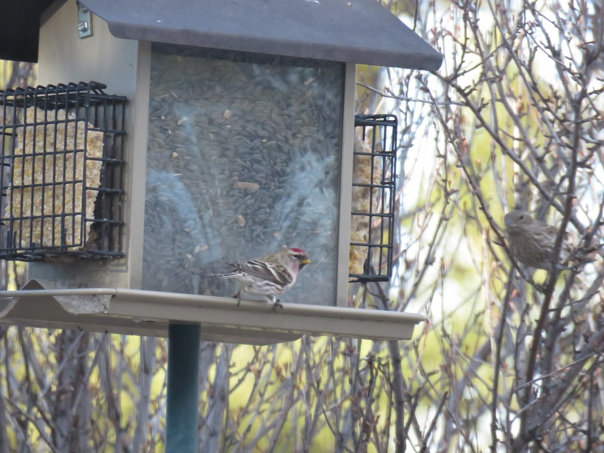 Common Redpoll - Olivia DaRugna