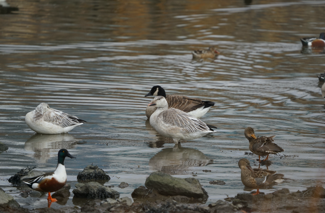 Snow Goose - ML414333371