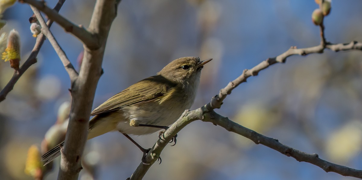 Common Chiffchaff - ML414334651