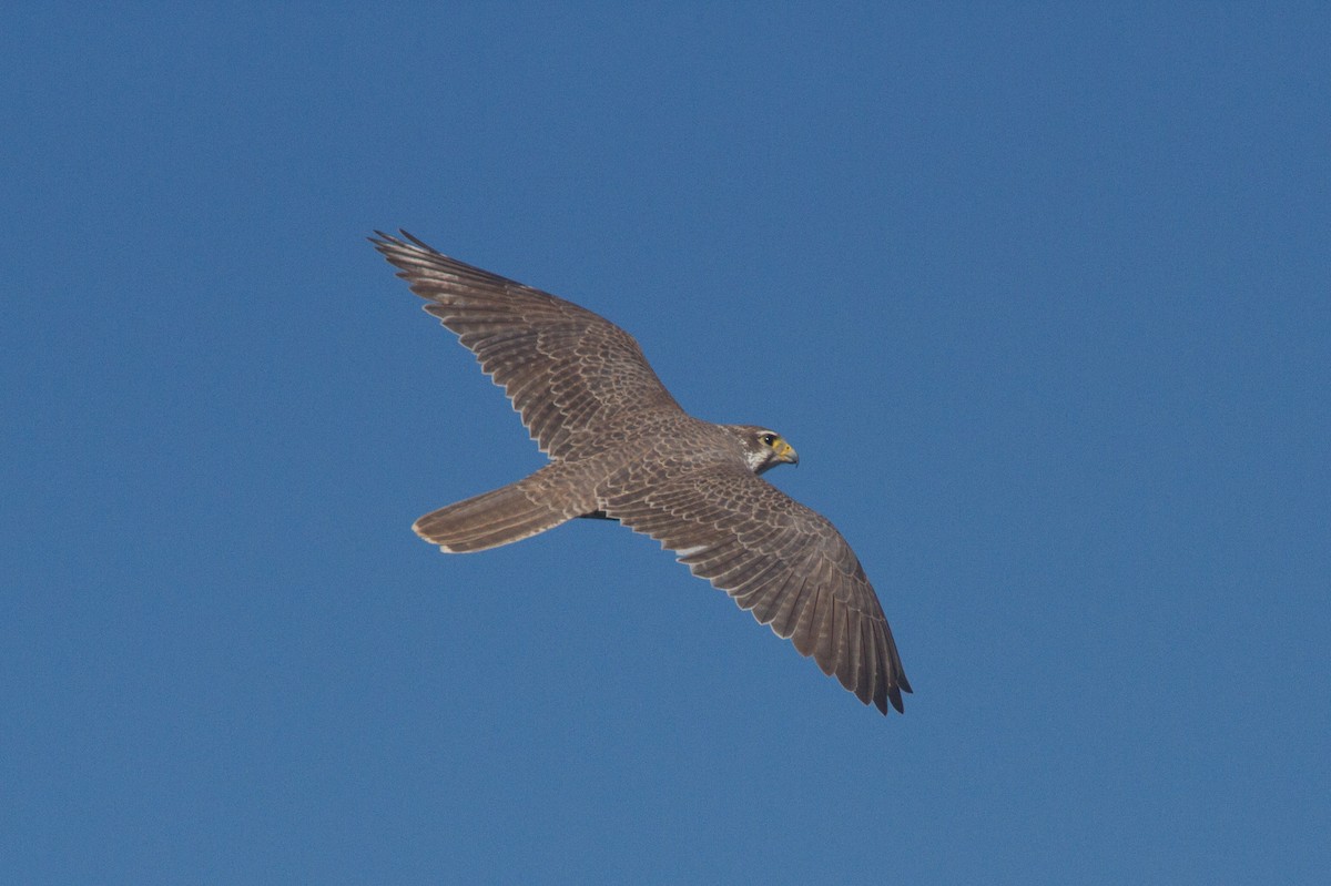 Prairie Falcon - Jimmy McMorran