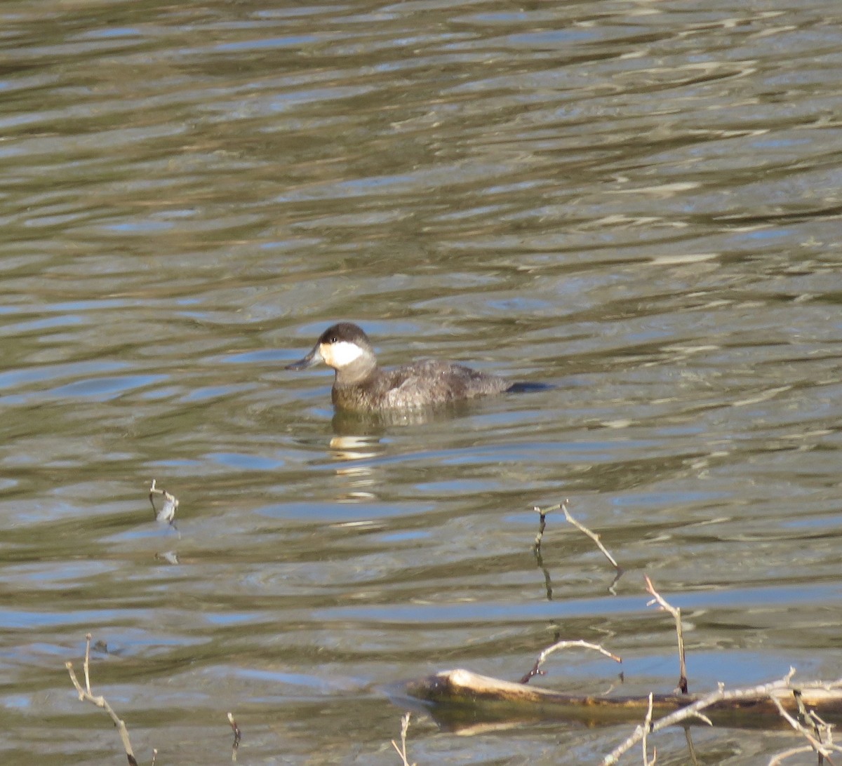 Ruddy Duck - Susan Turnbach