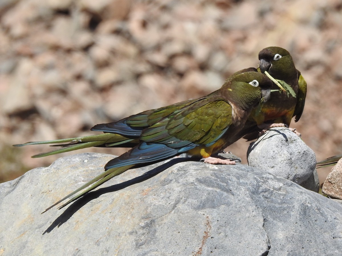 Burrowing Parakeet - ML414336091