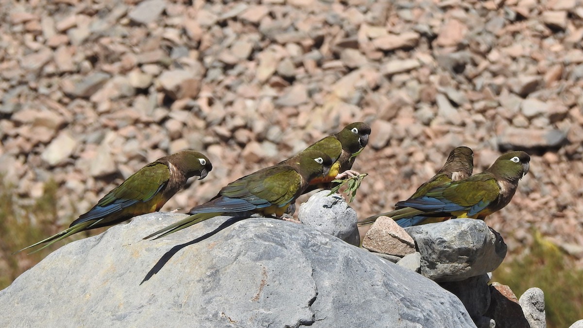 Burrowing Parakeet - ML414336131