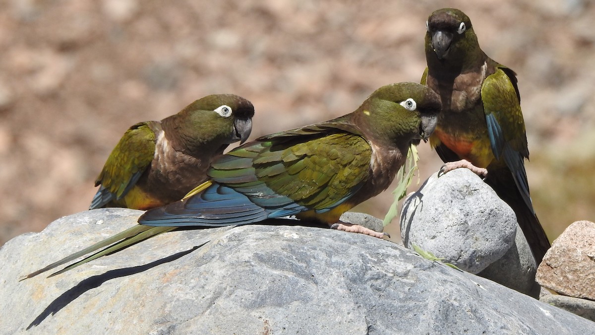 Burrowing Parakeet - Saskia Hostens